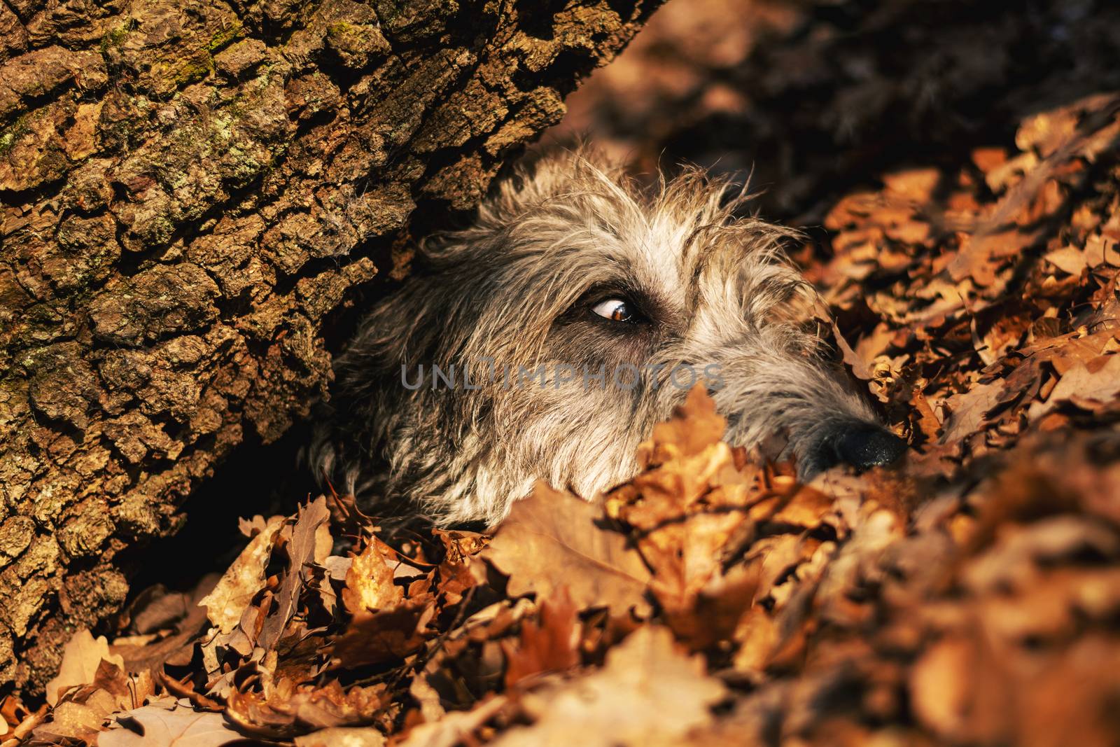 Irish Wolfhound. A big gray dog ​​playing hide and seek in an autumn forest.