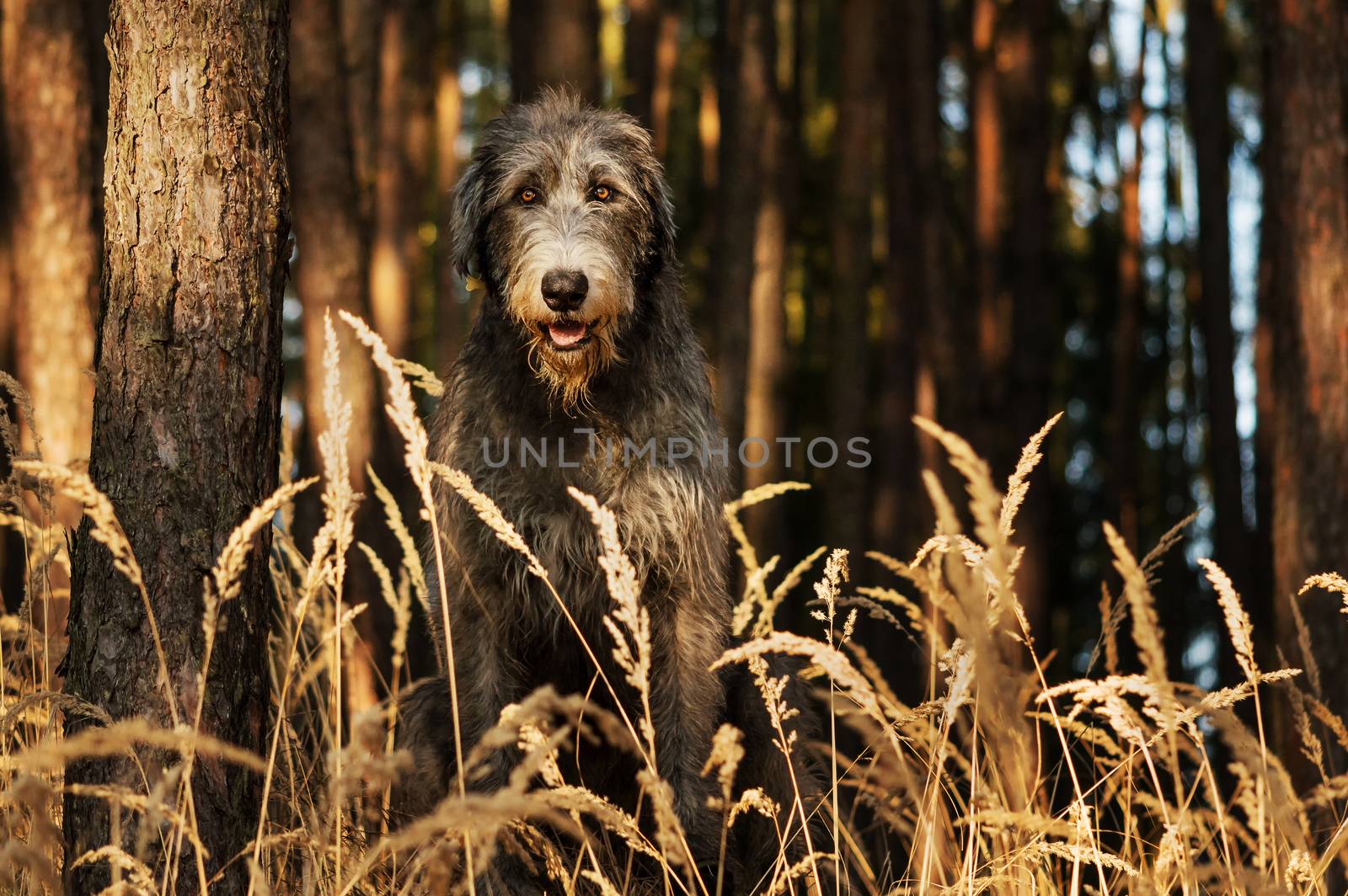 Irish Wolfhound. A big gray dog ​​sitting on the edge of a forest with high grass in front of him.