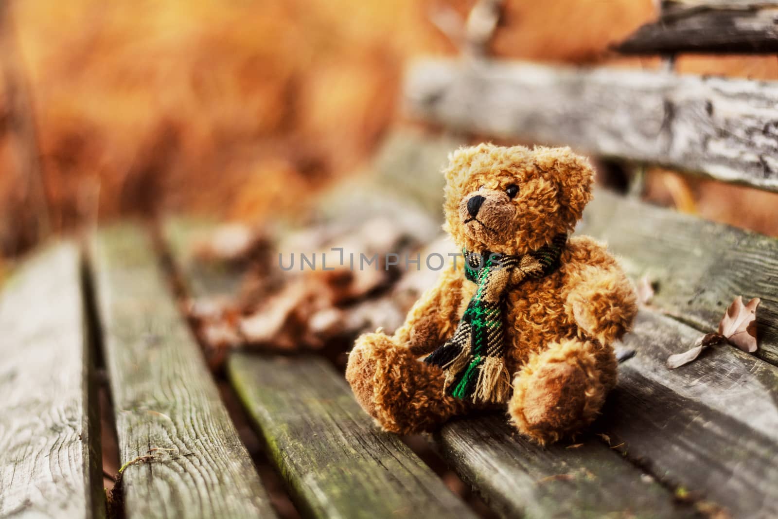 Abandoned teddy bear by 84kamila