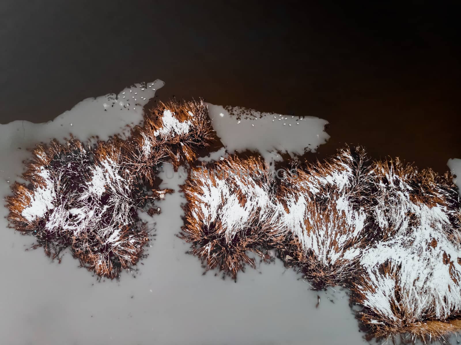 Aerial photo took from above of reed plants covered in snow on the ice and water. Bucharest, Romania