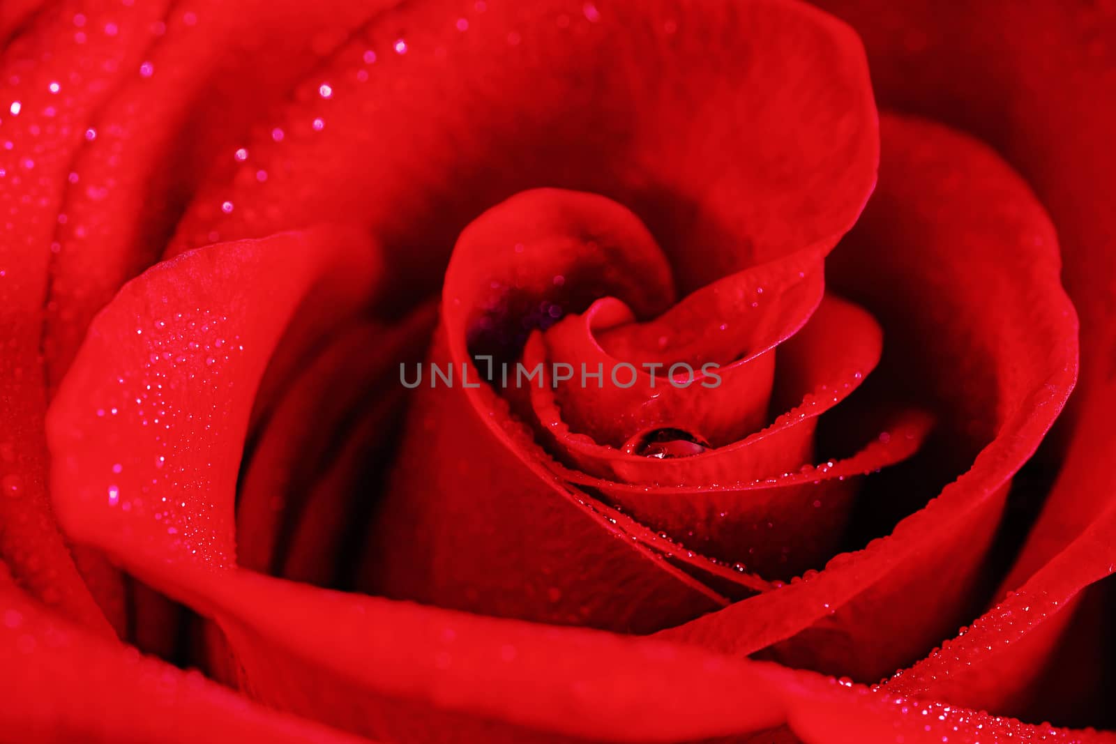 Heart of red rose with dew drops. Close-up.