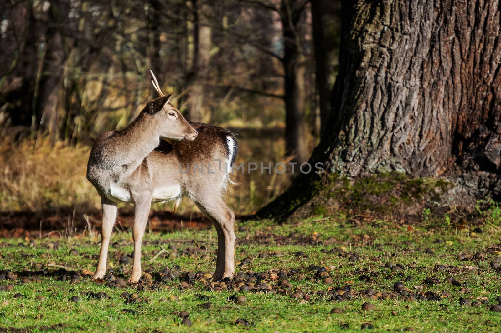 Young fallow-deer standing in the park by 84kamila