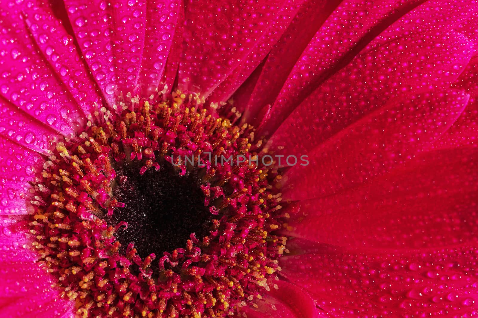 Close-up of pink gerbera center with dew drops.