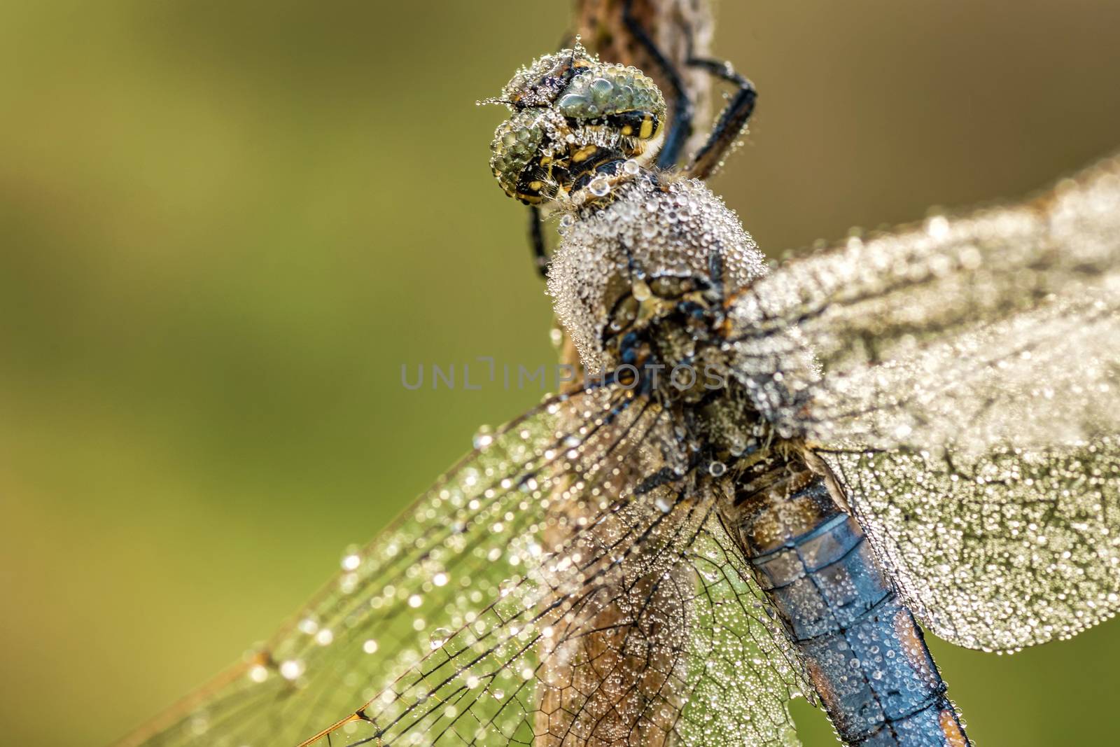 Detail of dragonfly with dew drops with blurred green background.
