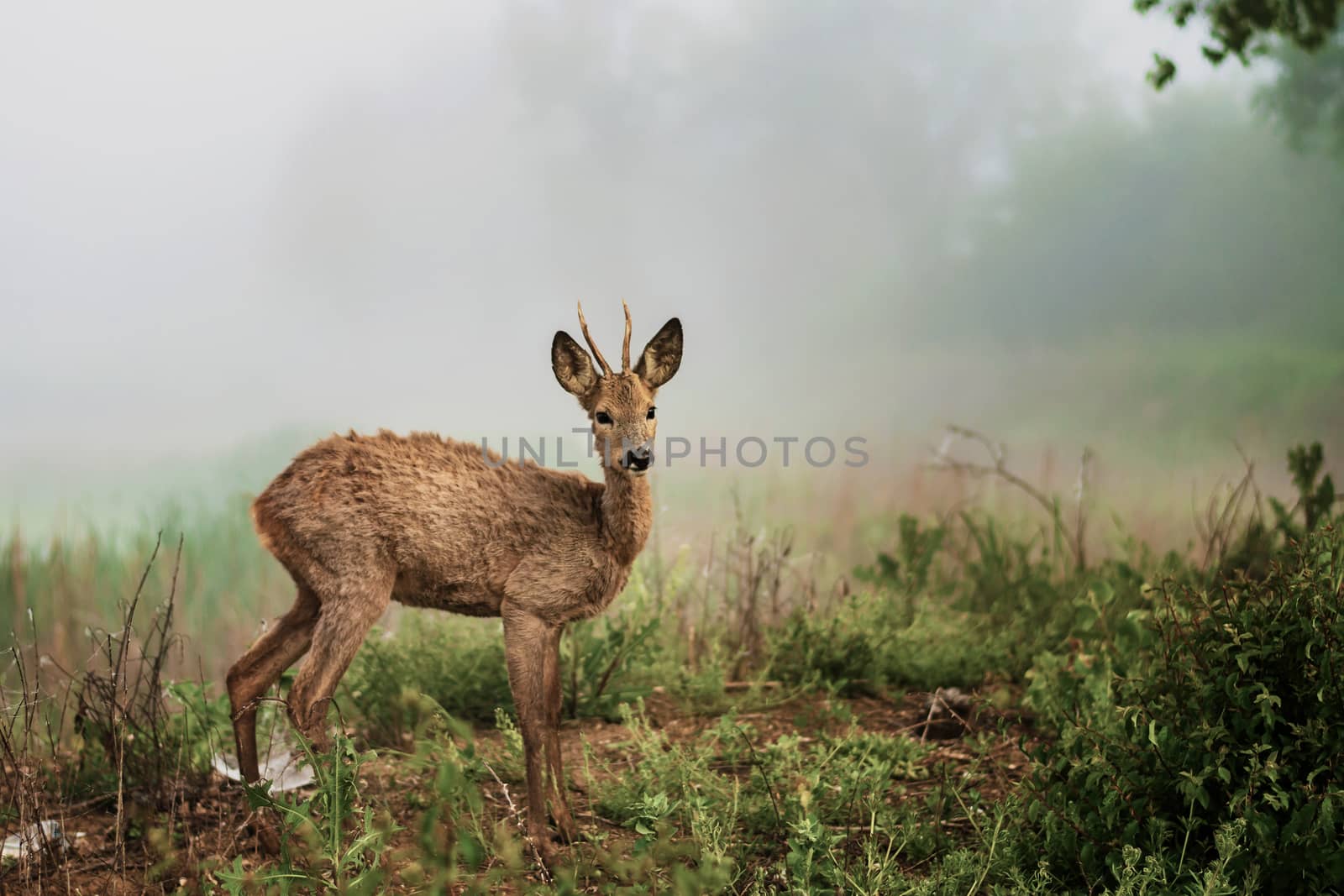 A young roebuck on the shore of a pond at a foggy morning.