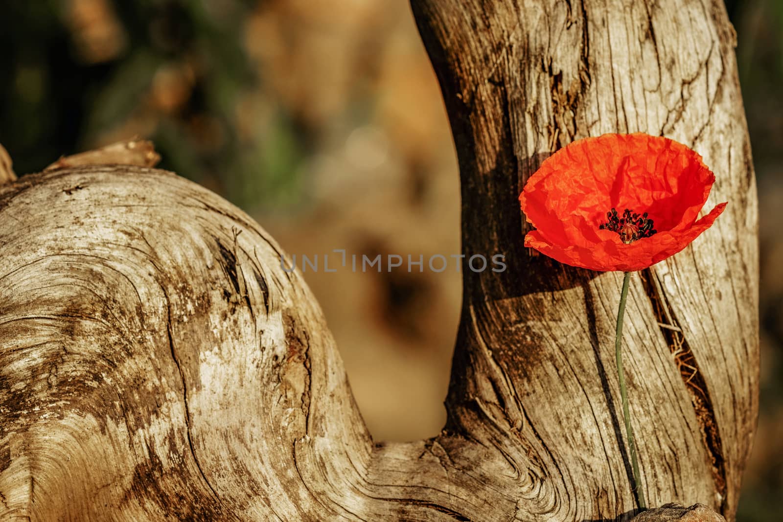 Poppy poppy with a piece of wood with a blurred background.