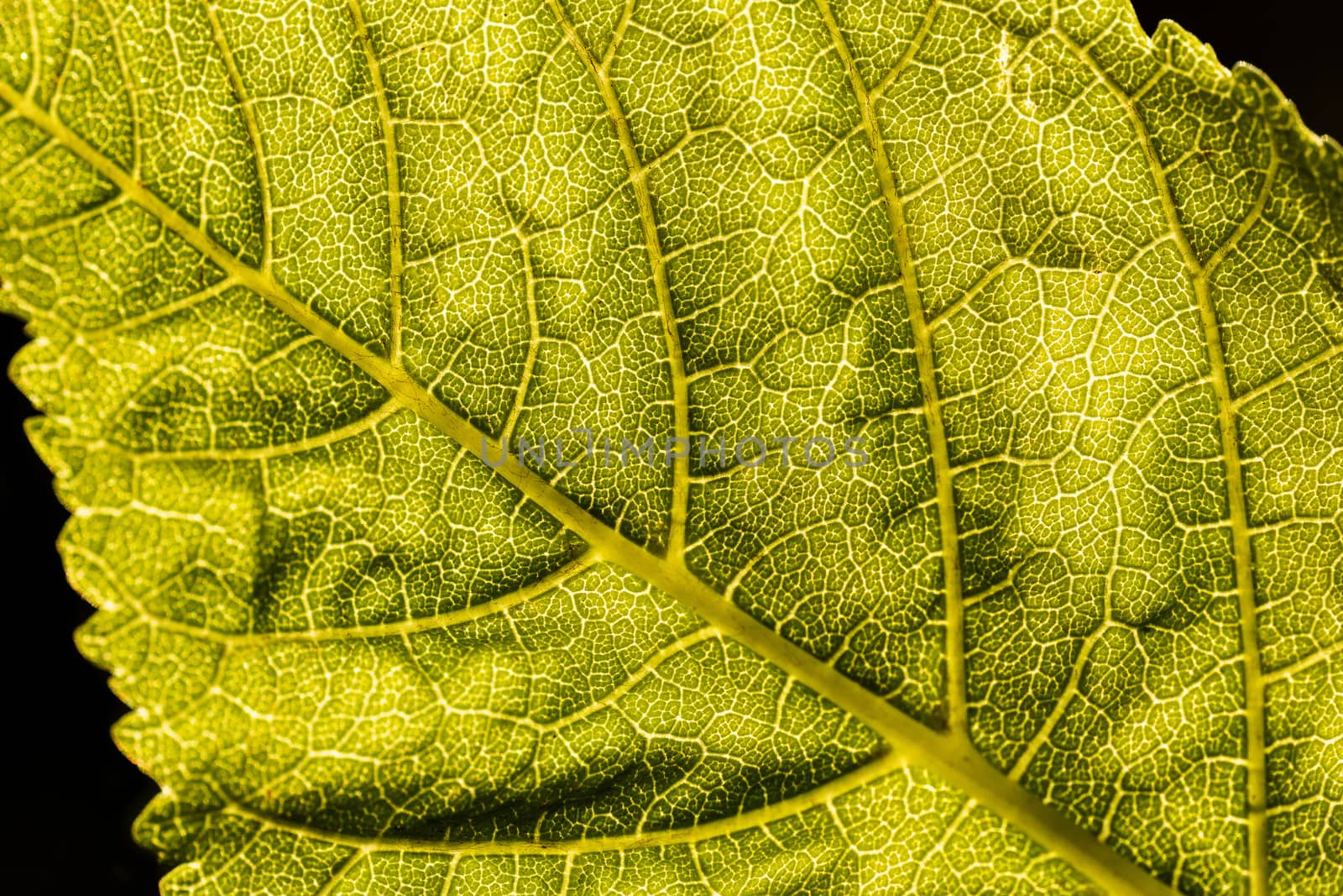 Texture. Macro shot of green leaf on black background.