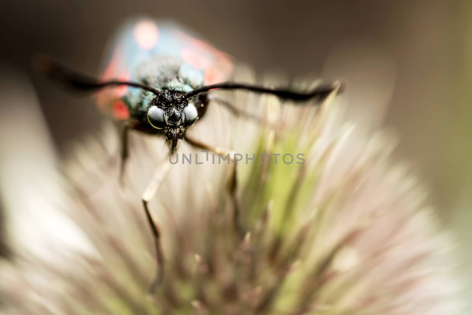 Macro shot of butterfly eyes with blurred background and foreground.