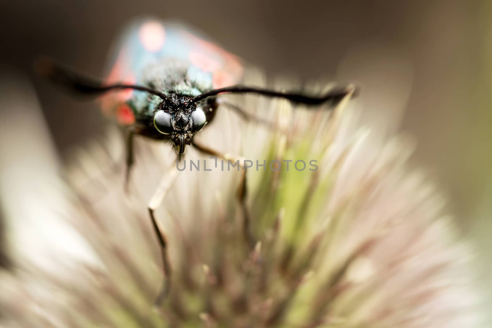 Macro shot of butterfly eyes. by 84kamila