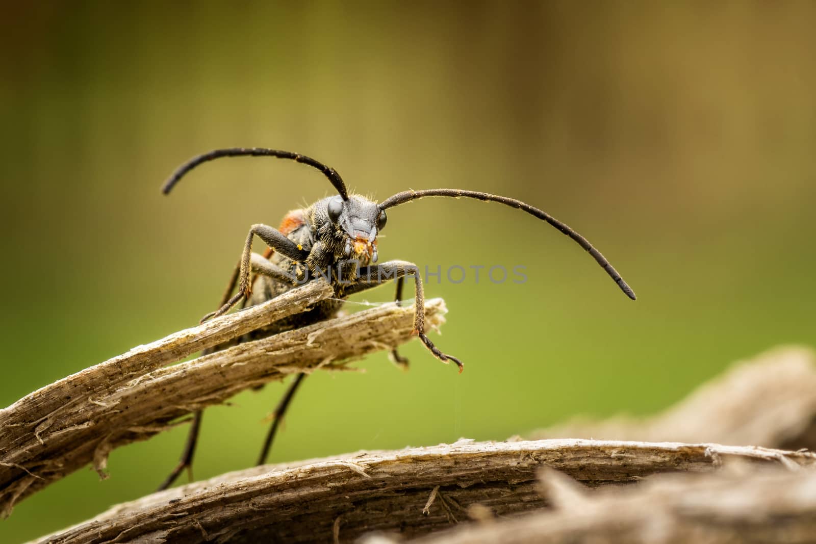 Beetle on a piece of wood. Macro shot with blurred background.