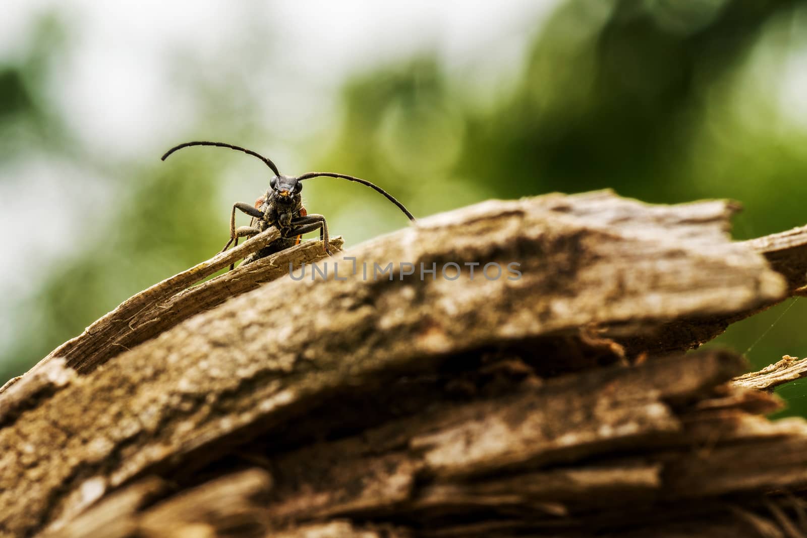Beetle on a piece of wood. by 84kamila