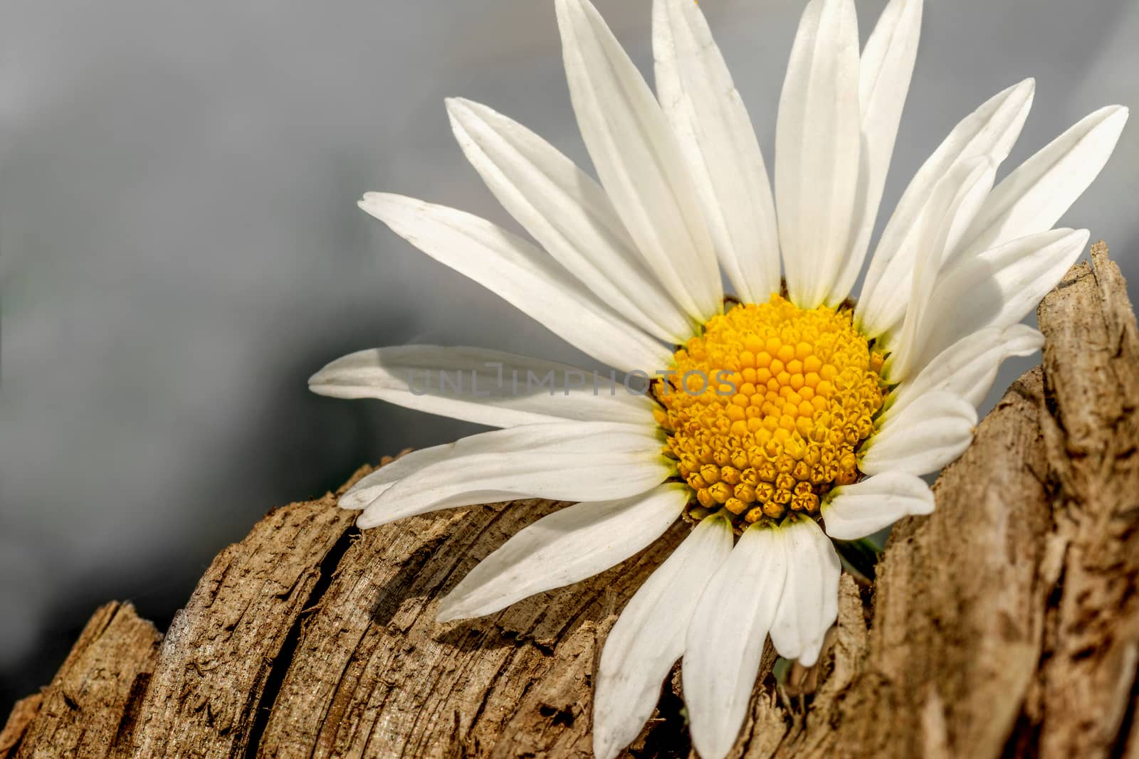 Daisy on a piece of wood with a gray blurred background.