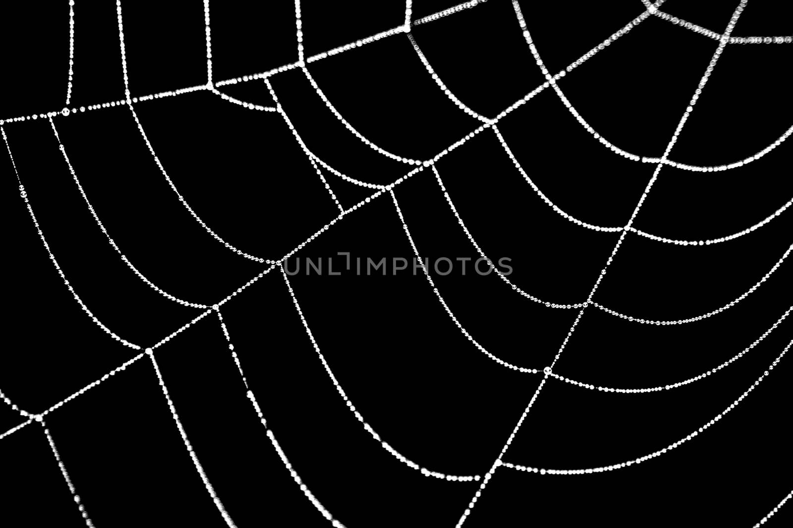 Close-up of a cobweb on a black background. by 84kamila
