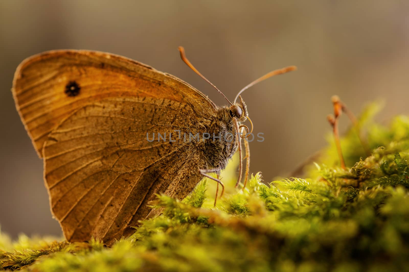 Butterfly standing on moss. Side view with blurred background.
