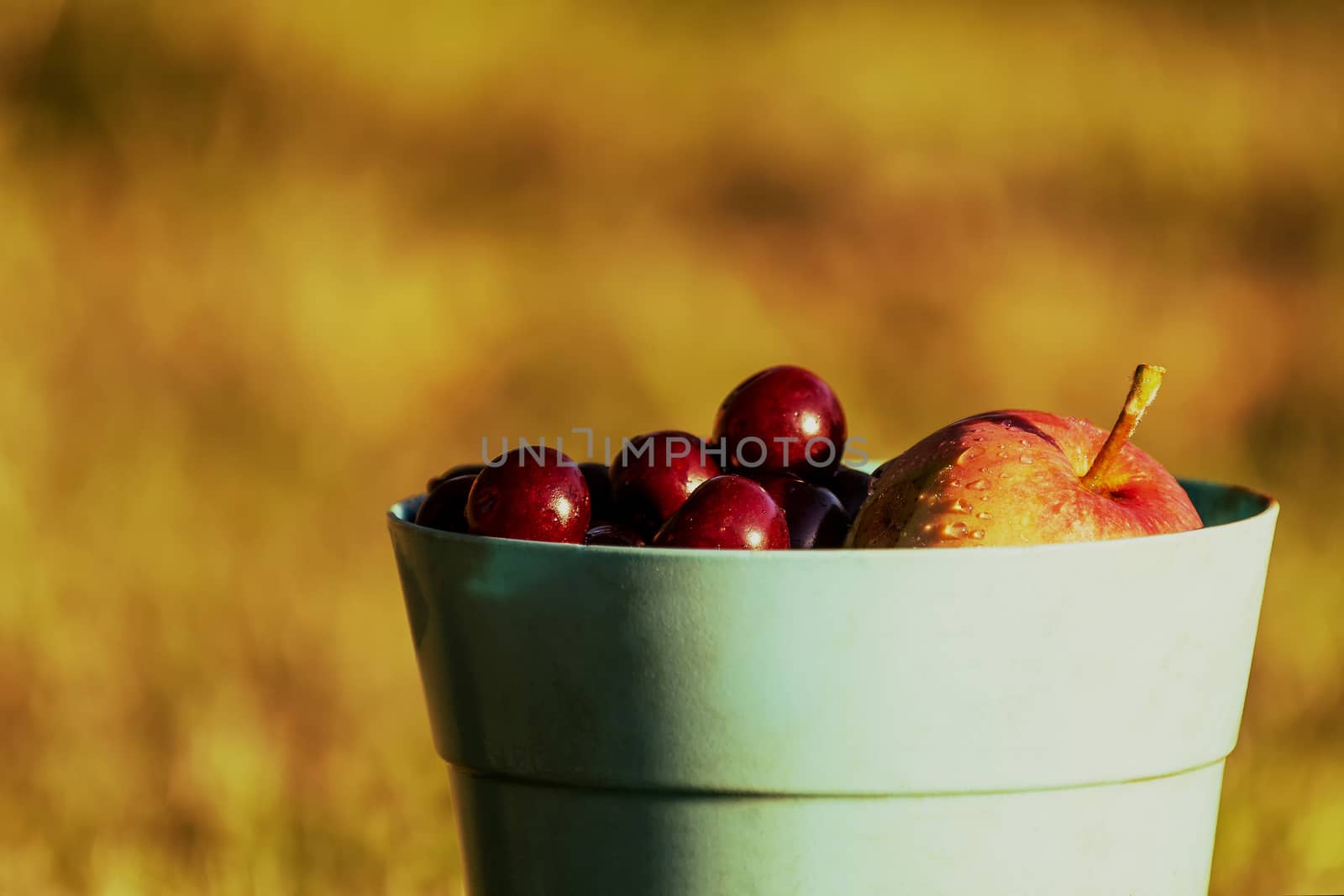 Harvest. Apple and cherries in blue bucket with blurred golden background.
