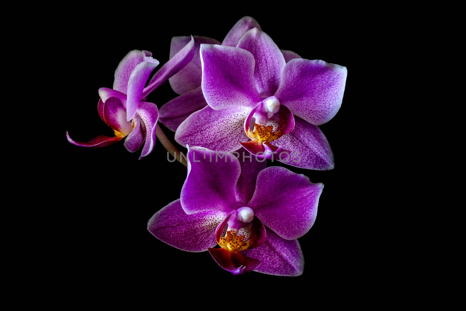 blooms of purple orchid on black background