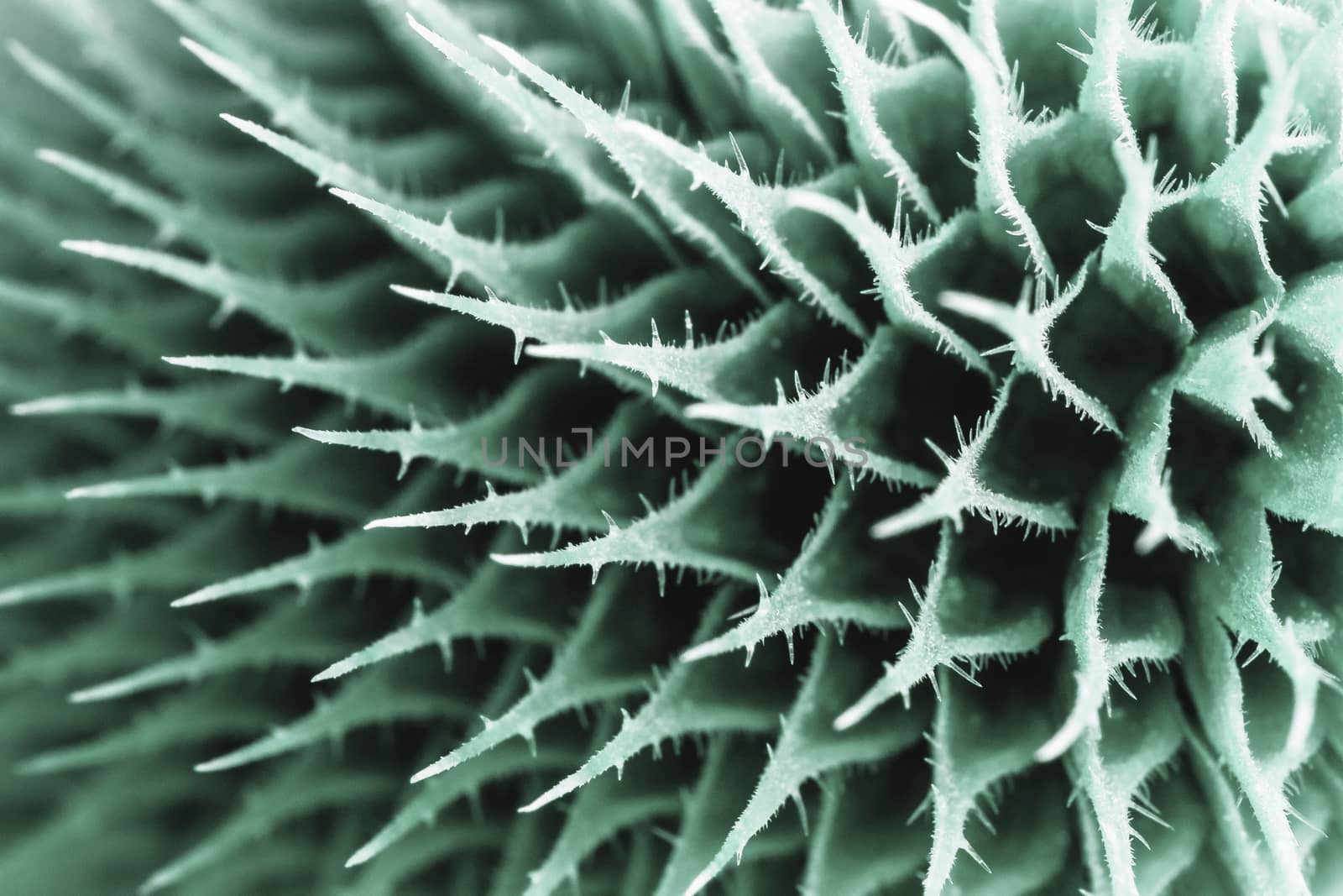 macro shot of blue thistle by 84kamila