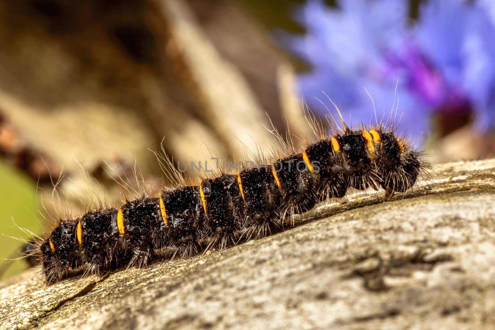 Caterpillar on a piece of wood. by 84kamila