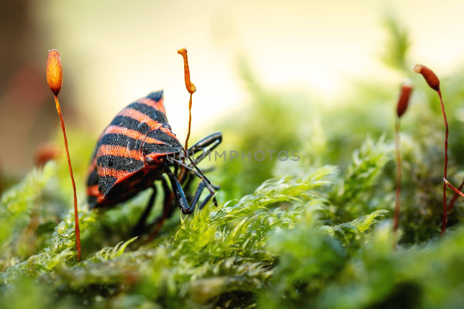 Orange beetle with black stripes on moss. Macro shot. Front View.