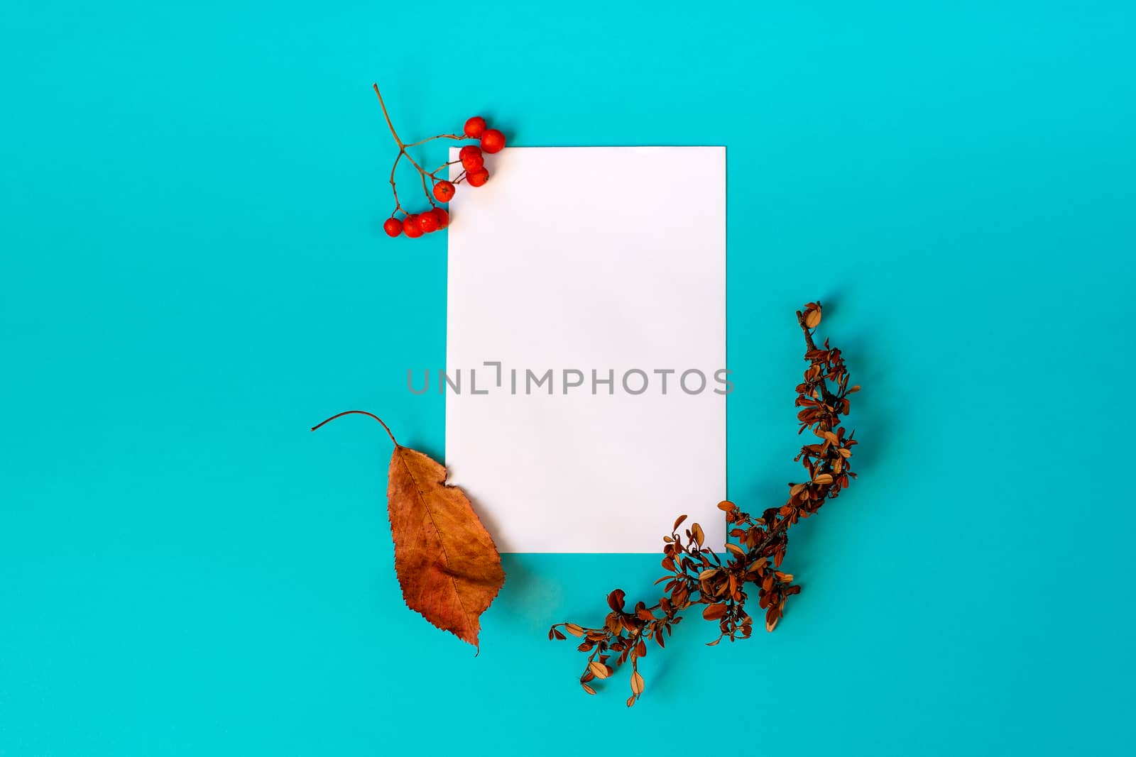 A clean sheet of white paper on a blue background, with a fallen leaf, a dry twig and a rowan berries on corners.