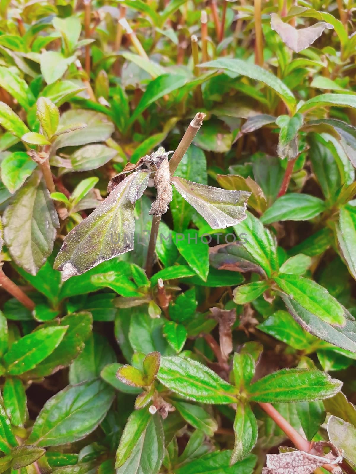 green dry leaves on background blur effect