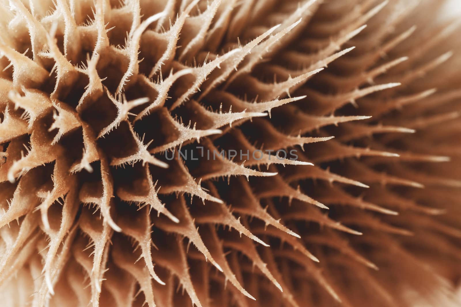 abstract image, macro shot of brown thistle