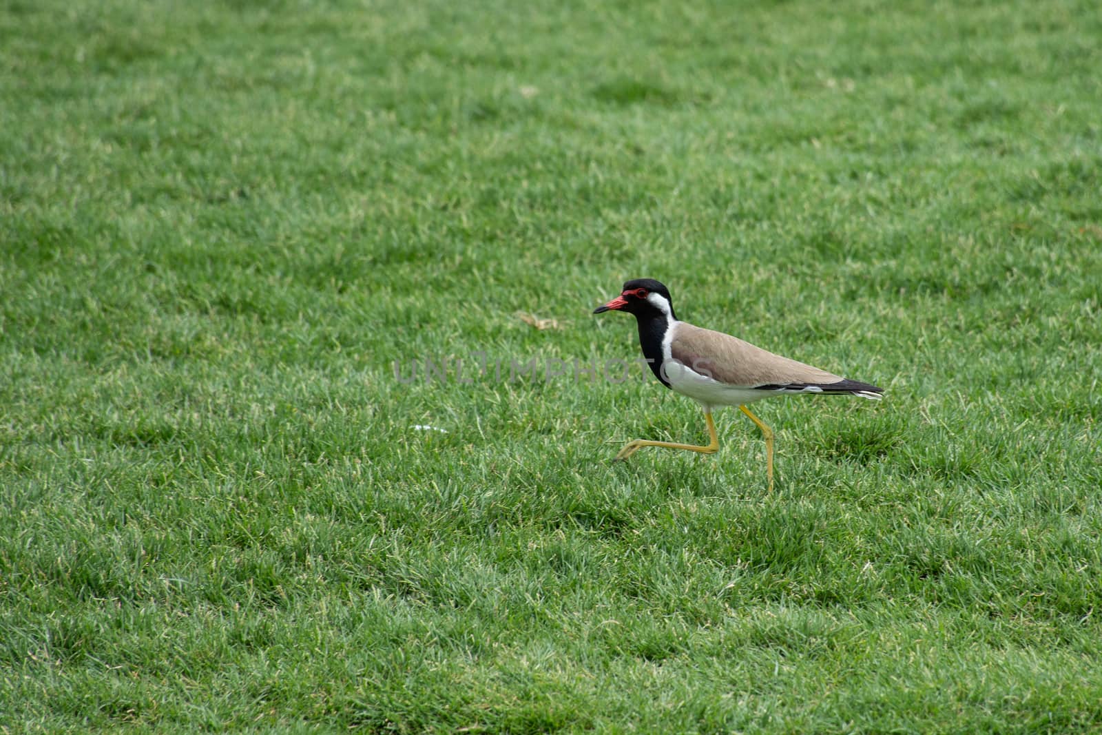 Red-Wattled Lapwing standing with its beak open on the green grass in the United Arab Emirates (Vanellus indicus).