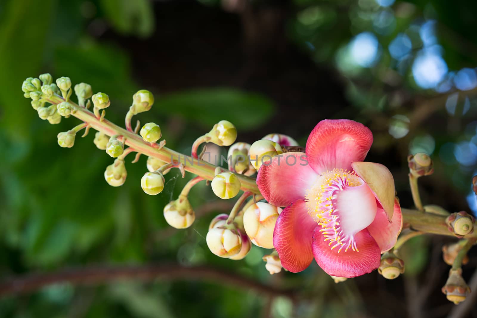 Cannonball flower (Couroupita guianensis) on the tree by stoonn