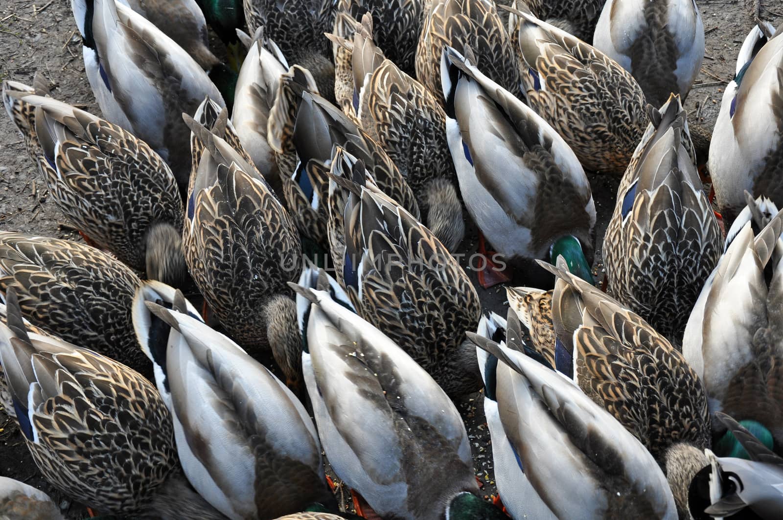 Flock of mallard ducks looking for food with their tails up