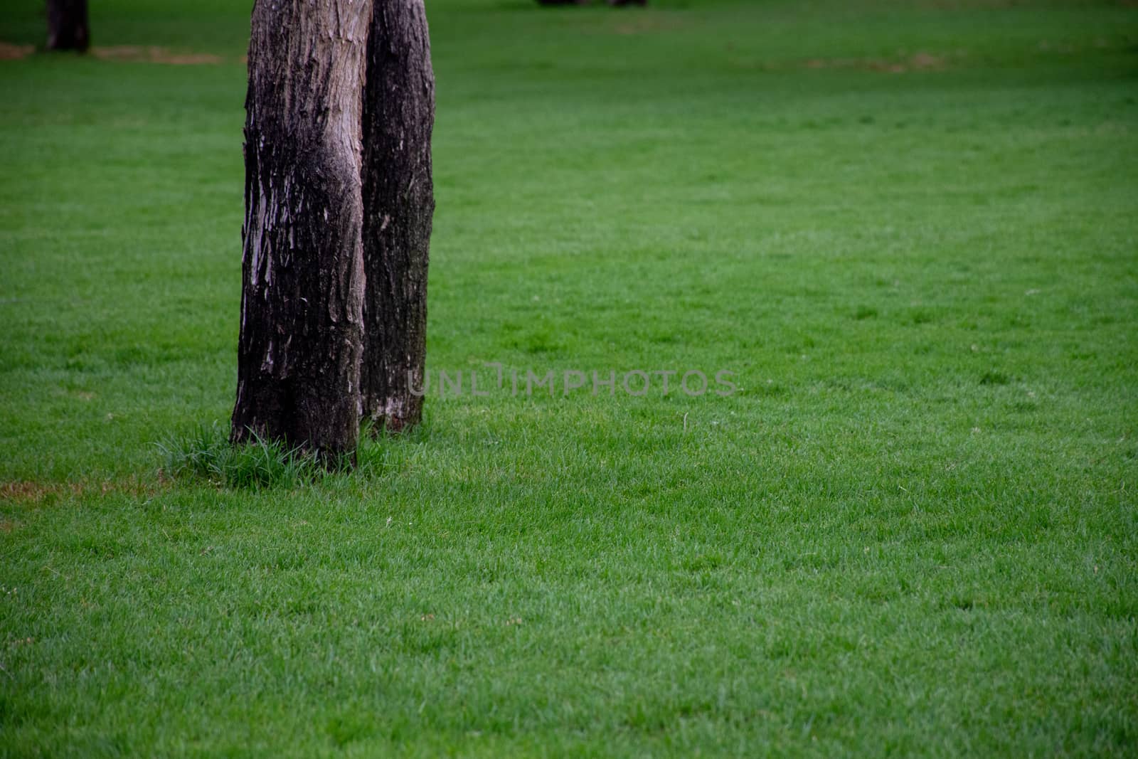 Green lush grass with a tree on the left side of picture.  by kingmaphotos