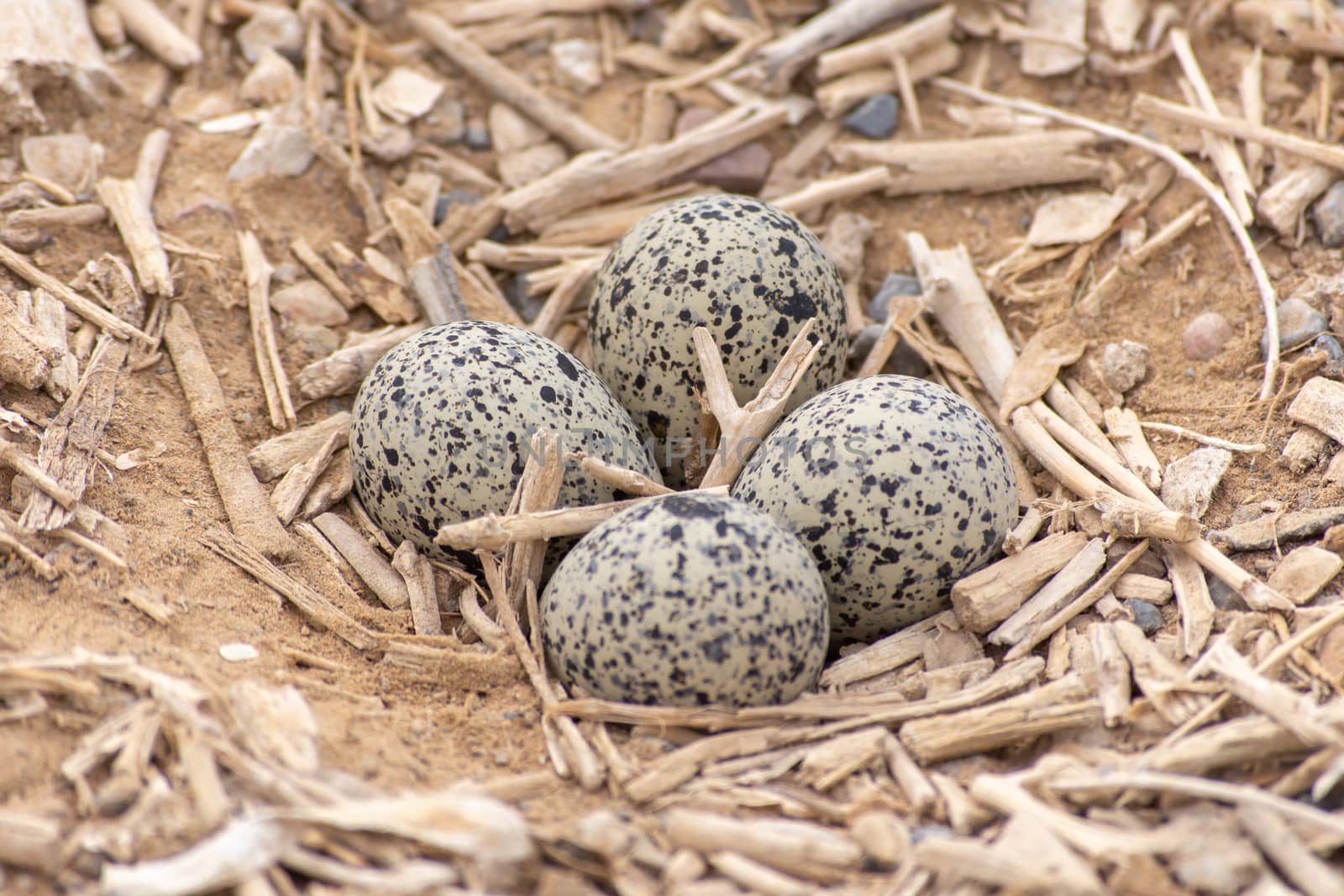 Red Wattled Lapwing (Vanellus indicus) nest of four eggs in the  by kingmaphotos