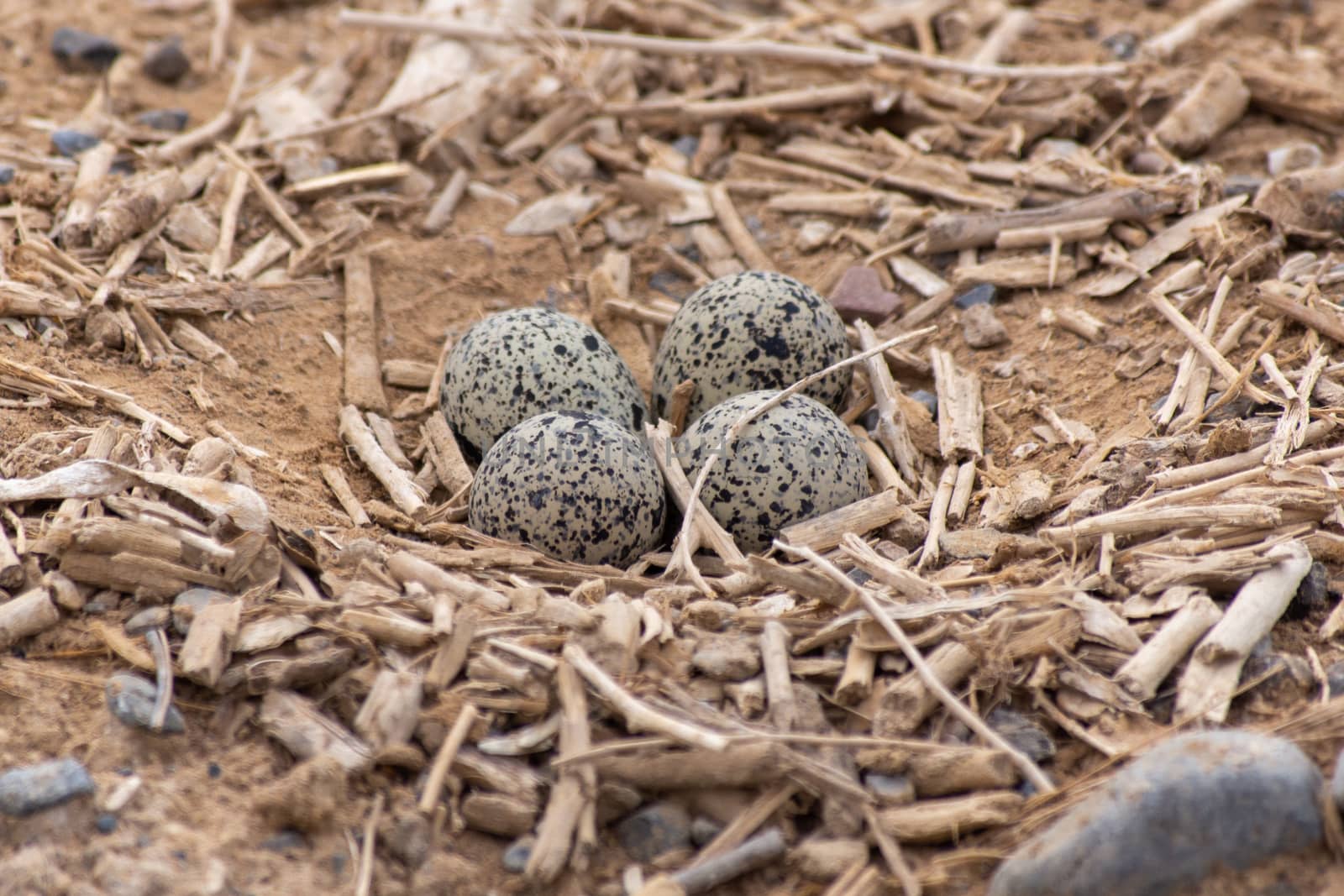 Red Wattled Lapwing (Vanellus indicus) nest of four eggs in the  by kingmaphotos