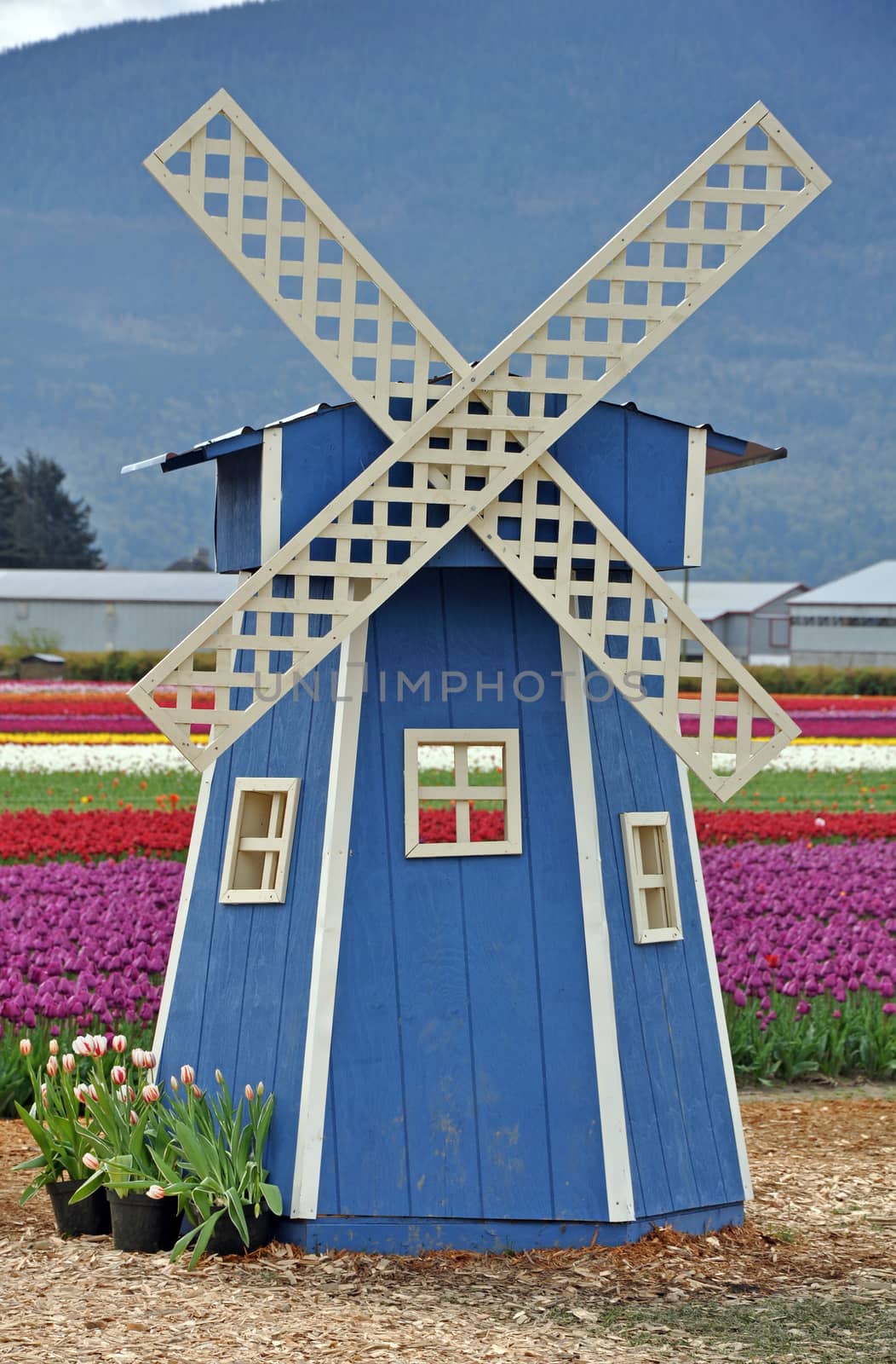 Decorative blue mini windmill in tulips garden