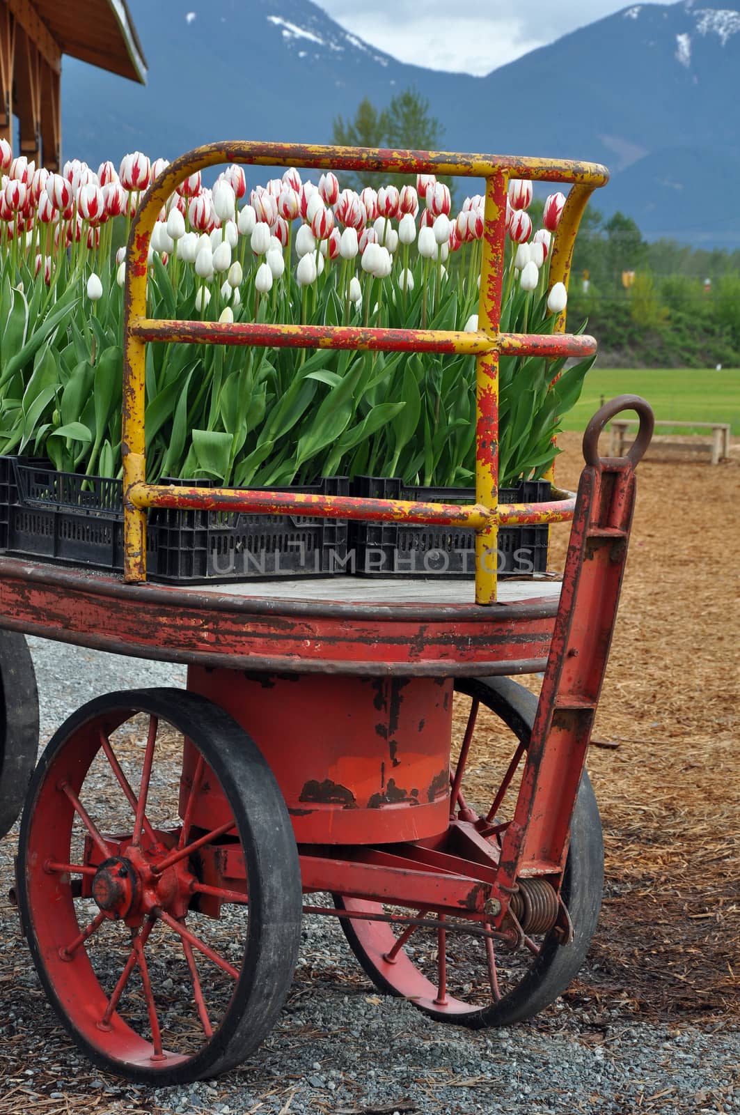 Crates of beautiful tulips on red wagon