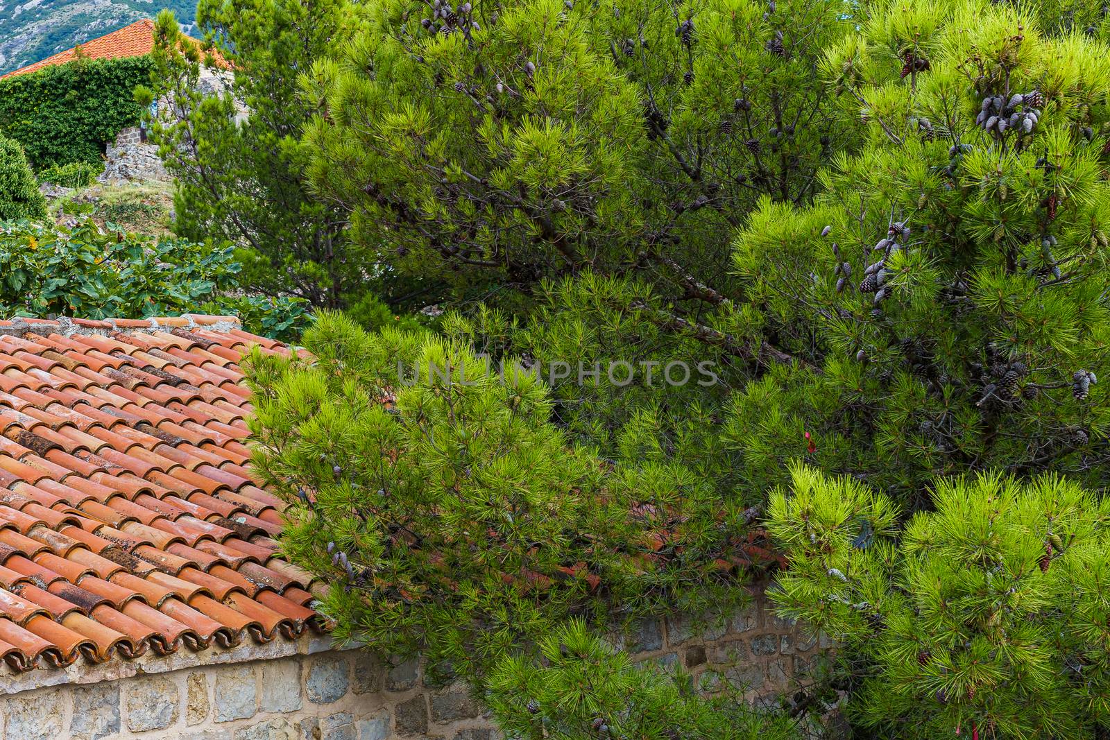Mediterranean architecture. The roof of the building, covered with red tiles, among the greenery.