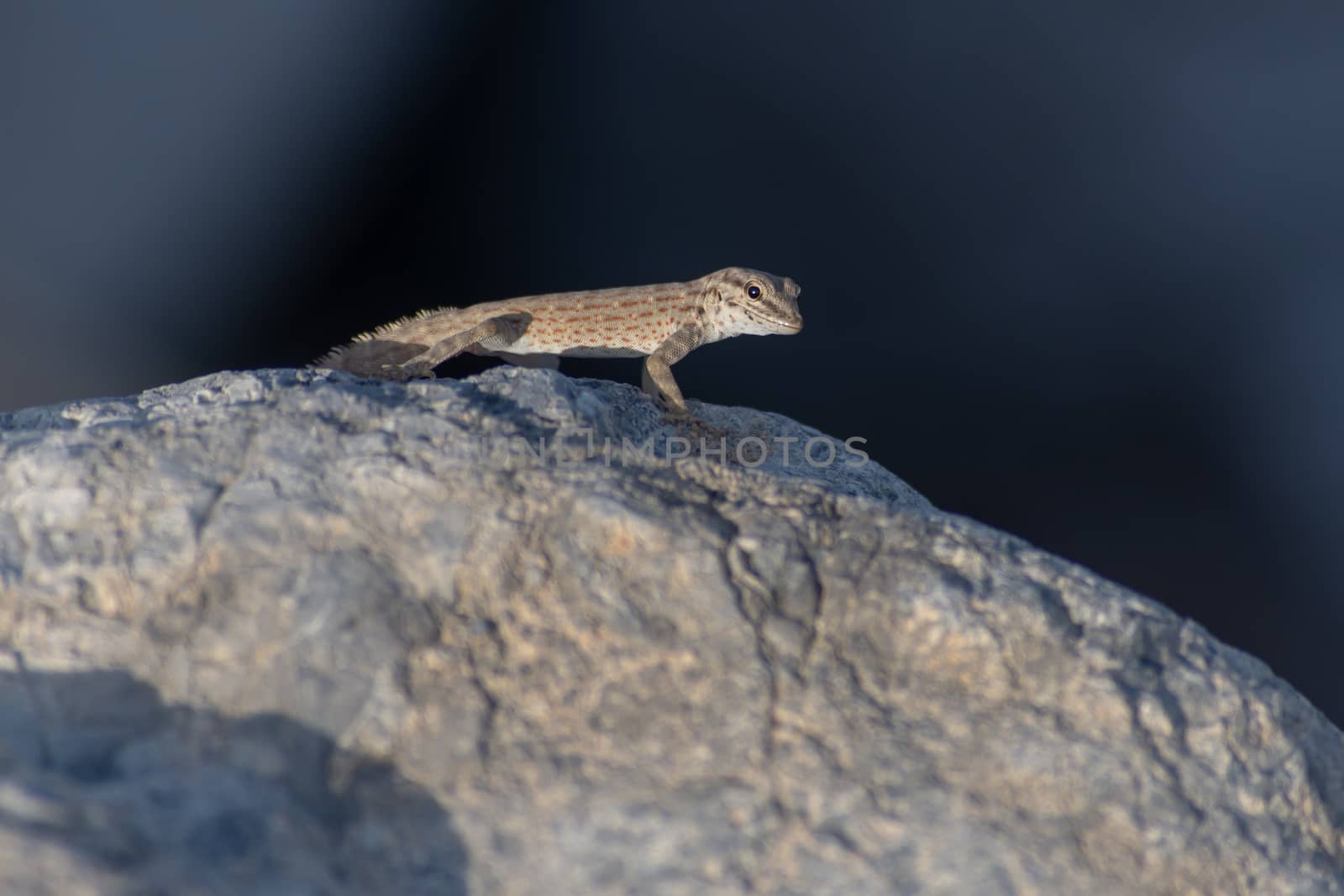 A Rock Semaphore Gecko (Pristurus rupestris) in the evening sun  by kingmaphotos