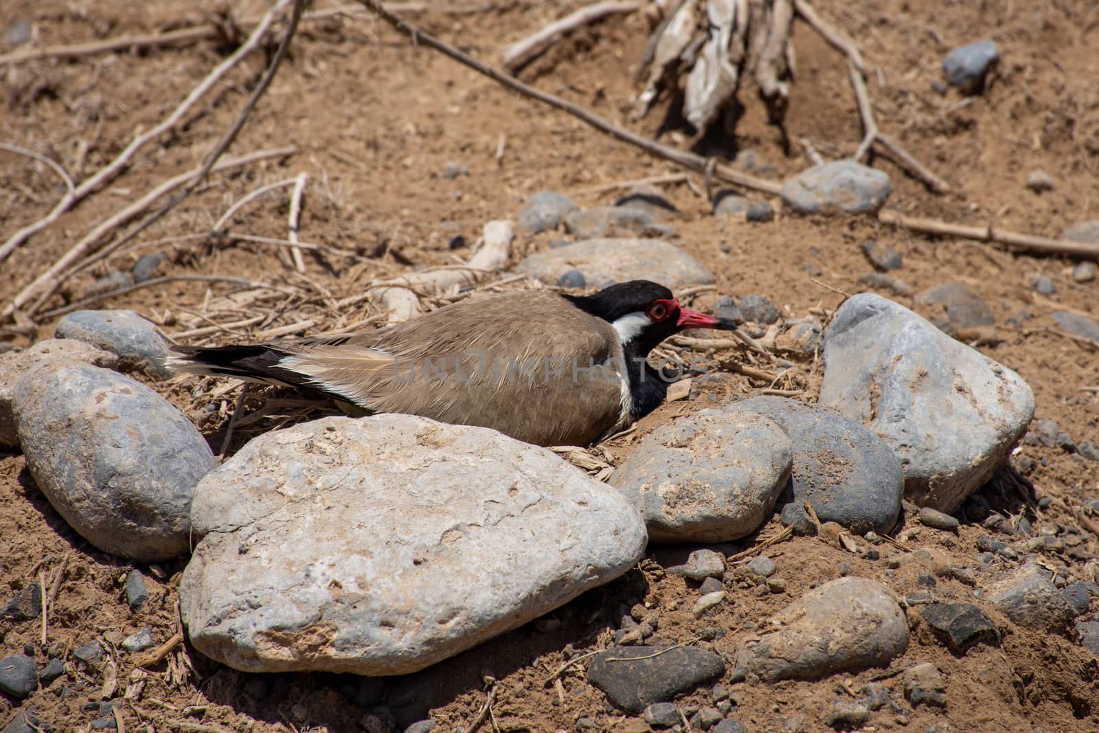 Red Wattled Lapwing sits on her (Vanellus indicus) nest of four  by kingmaphotos