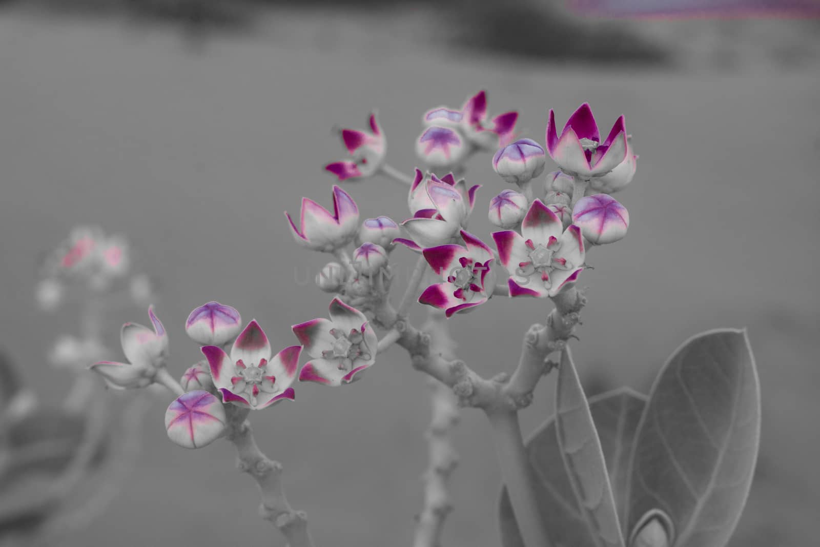 Purple flower in black and white in the desert of the United Arab Emirates. Sodom's Apple plant.