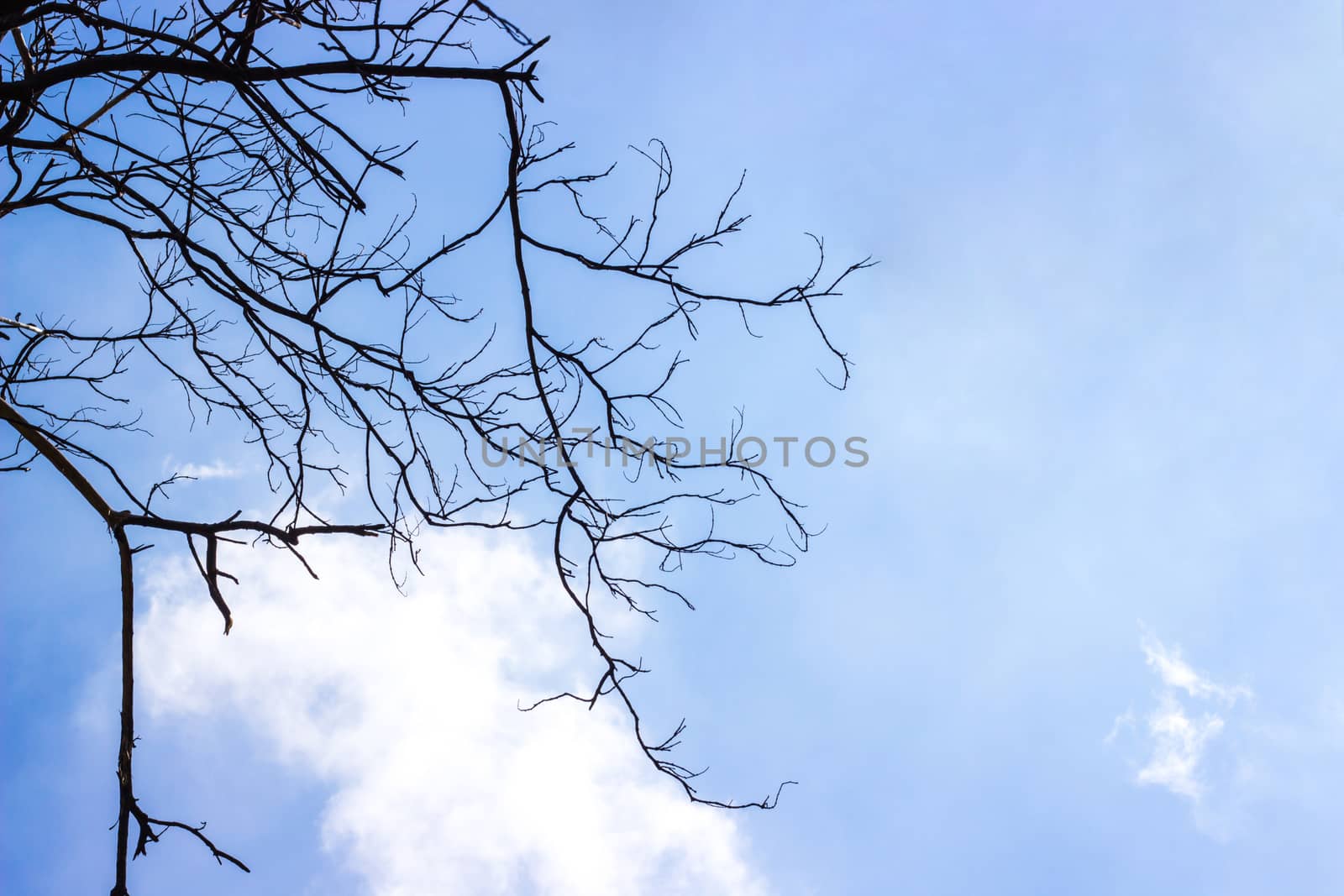 silhouette dried wood branch with blue and white clouds background.