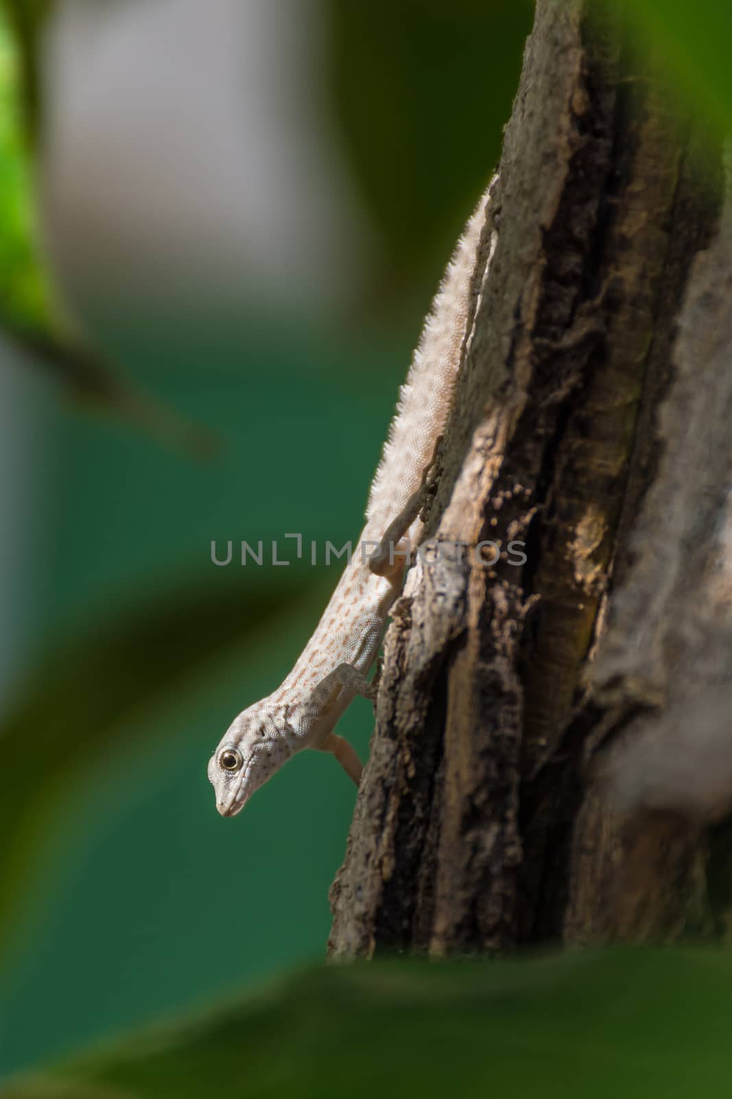 A Rock Semaphore Gecko (Pristurus rupestris) on a tree in the gl by kingmaphotos