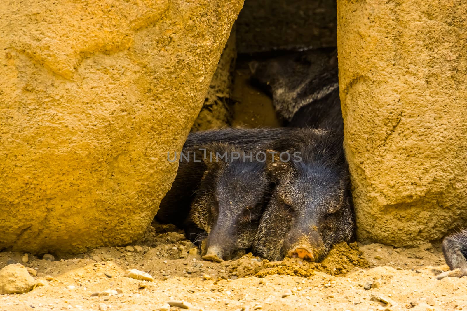 Collared peccary couple sleeping together, Tropical animal specie from America by charlottebleijenberg