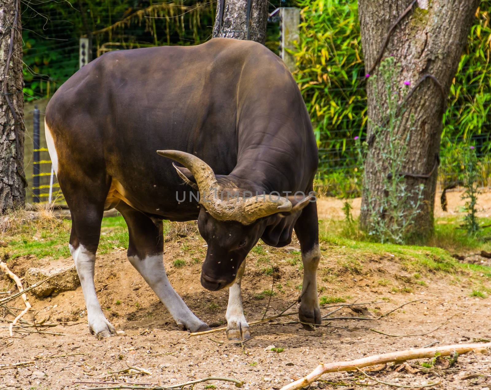 black Banteng bull in the pasture, Endangered animal specie from Indonesia