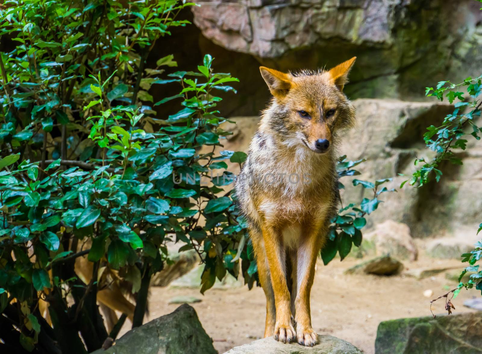 golden jackal standing on a rock, Wild dog specie from Eurasia