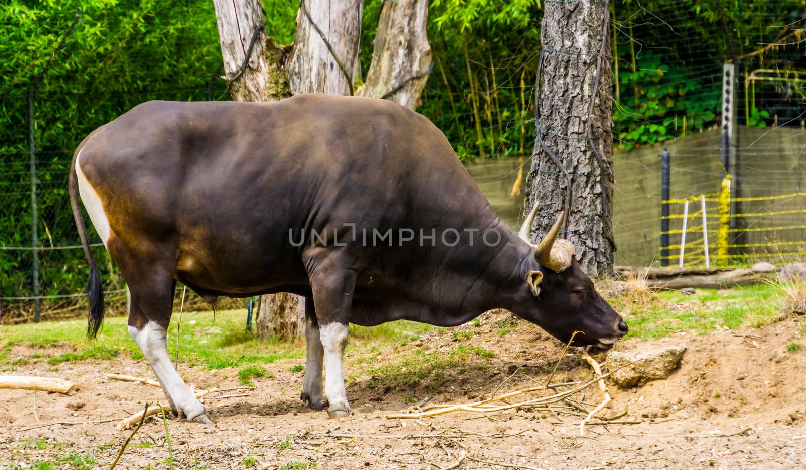 closeup of a banteng bull in the pasture, Endagered cattle specie from Indonesia by charlottebleijenberg