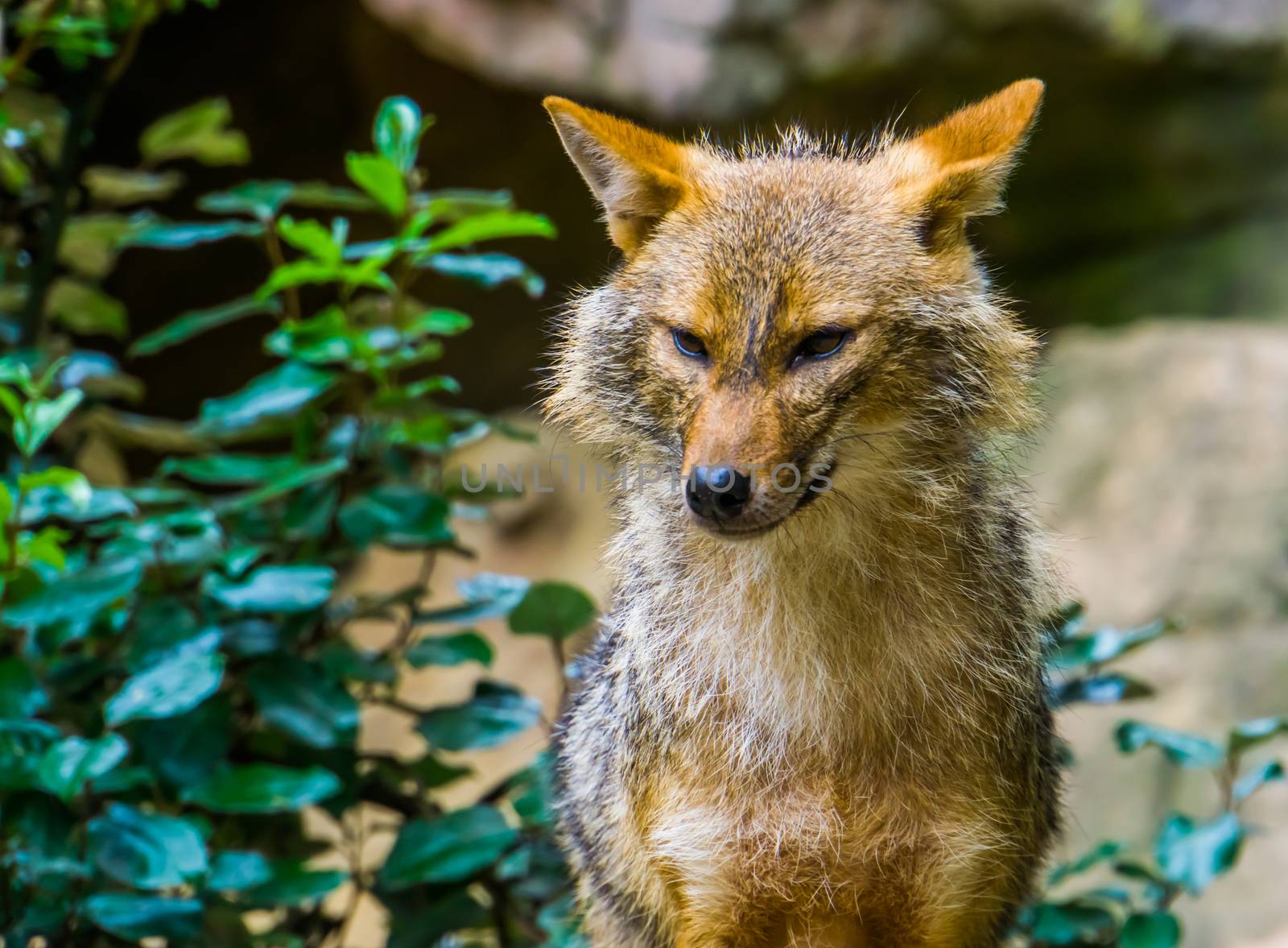 golden jackal with its face in closeup, Wild dog specie from Eurasia by charlottebleijenberg