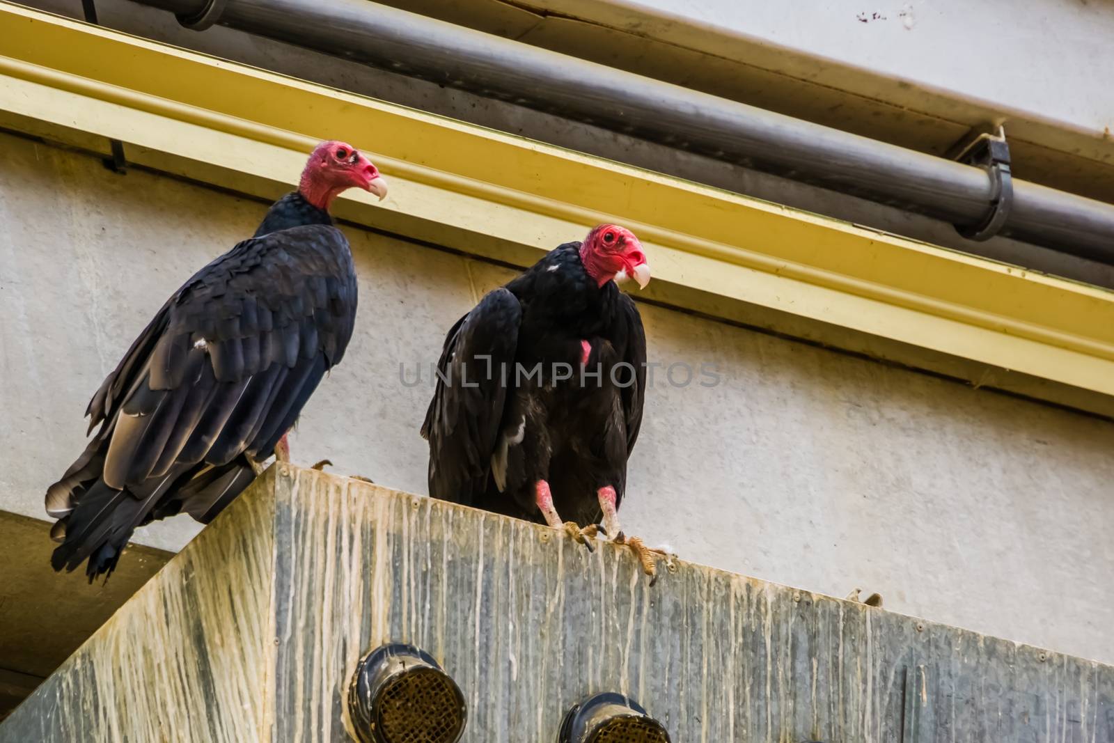 Turkey vulture couple together, tropical scavenger bird specie from America