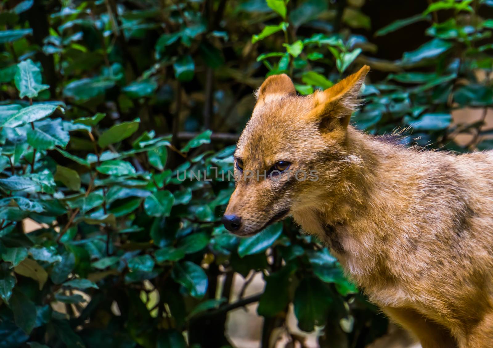 the face of a golden jackal in closeup, wild dog specie from Eurasia