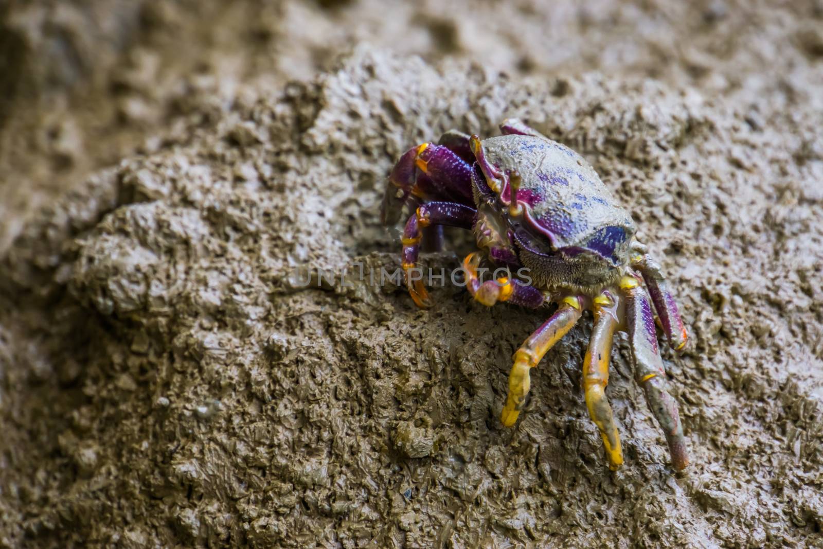 closeup of a female fiddler crab eating sand, tropical crustacean specie by charlottebleijenberg