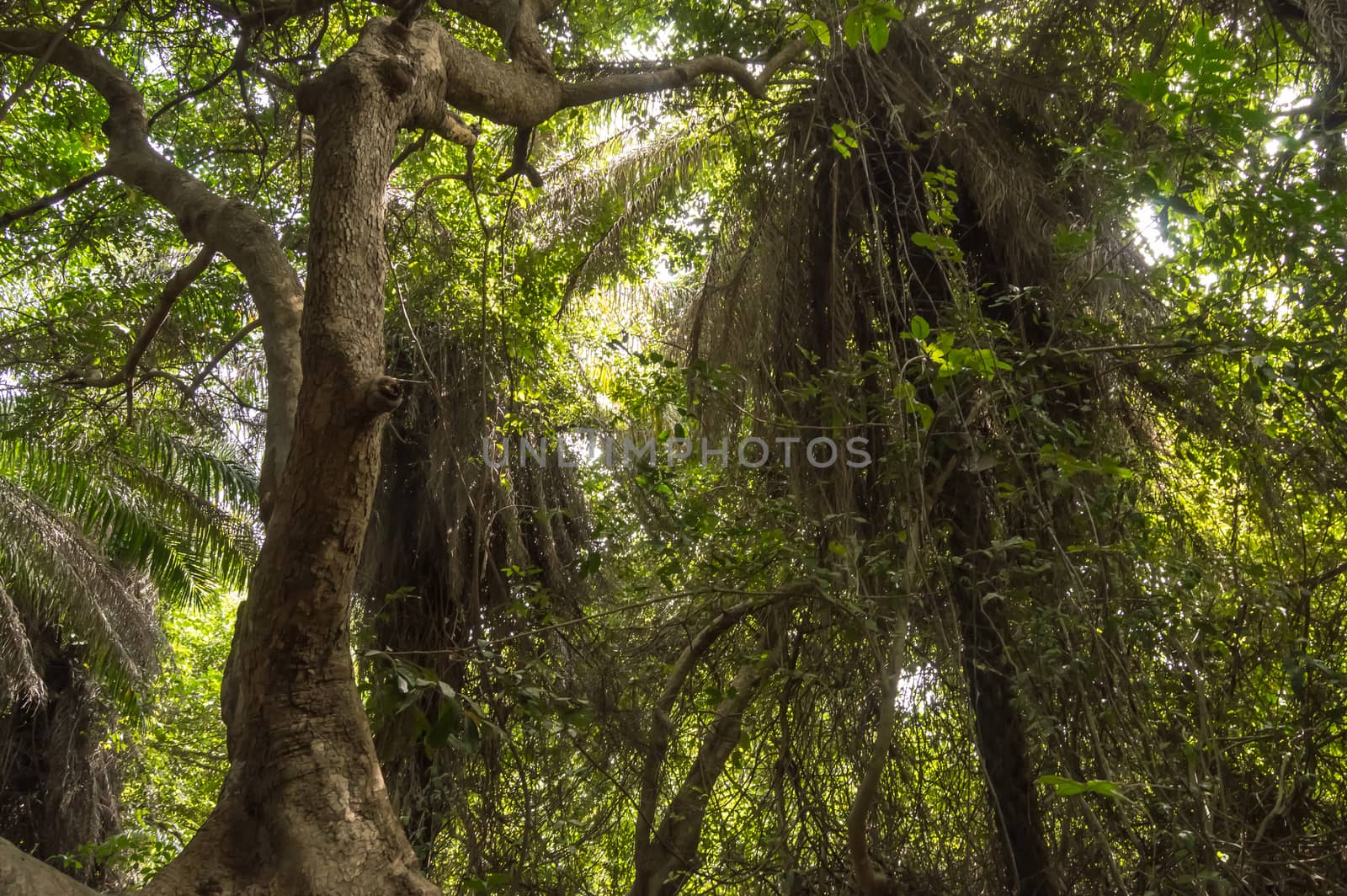 Dense rainforest with a small path, West Africa, Gambia