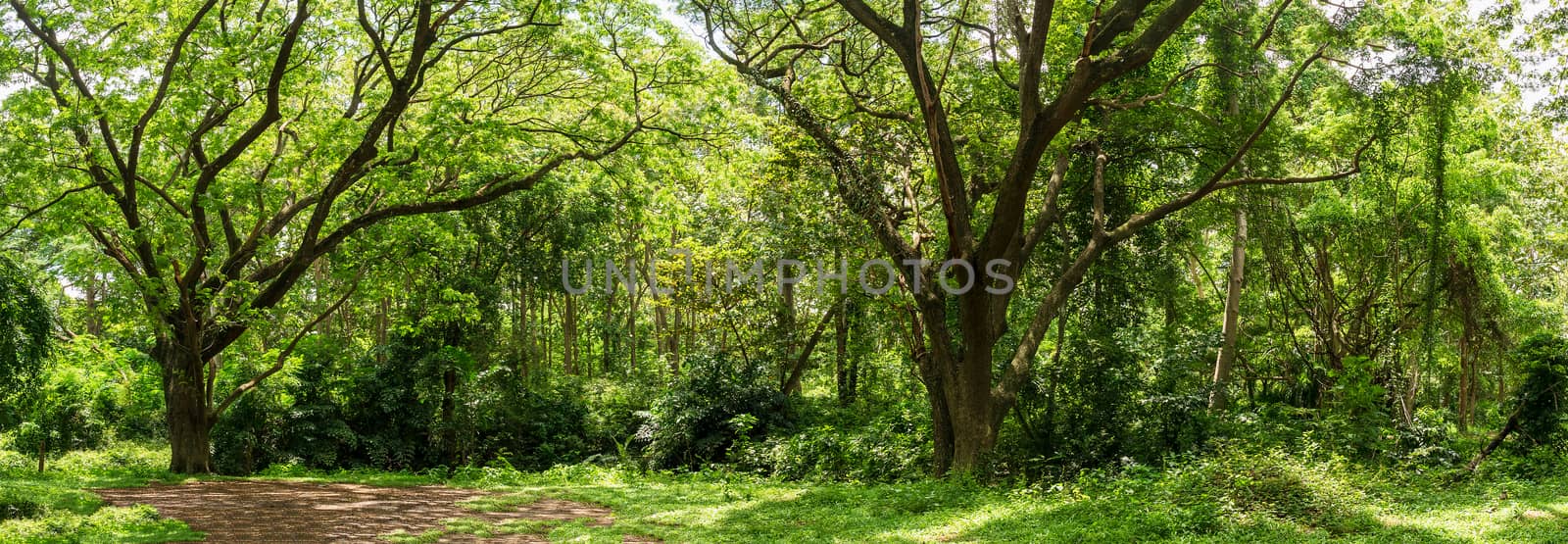 Panoramic landscape of green jungle,Tropical rain forest jungle in Thailand